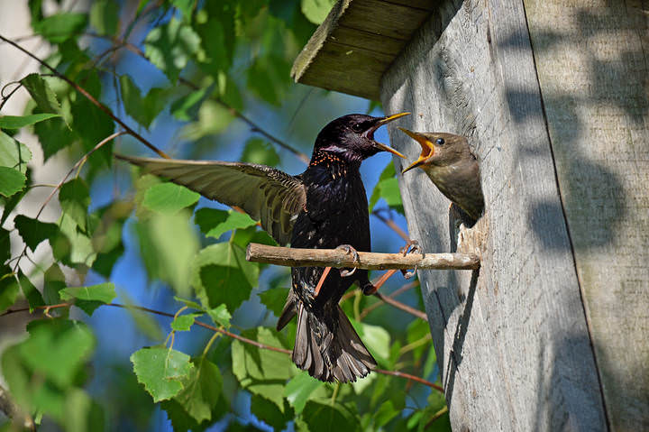 DSC_5755_Мало!!!