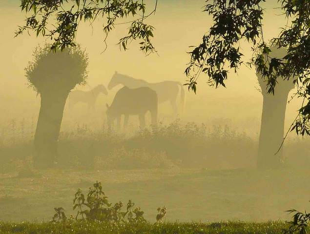 Golden morning.