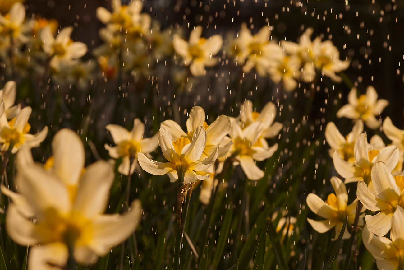 Цветы и дождь