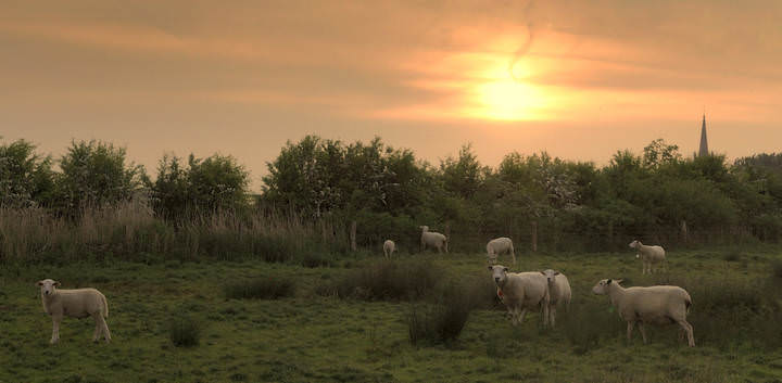 Evening in Stuivekenskerke.