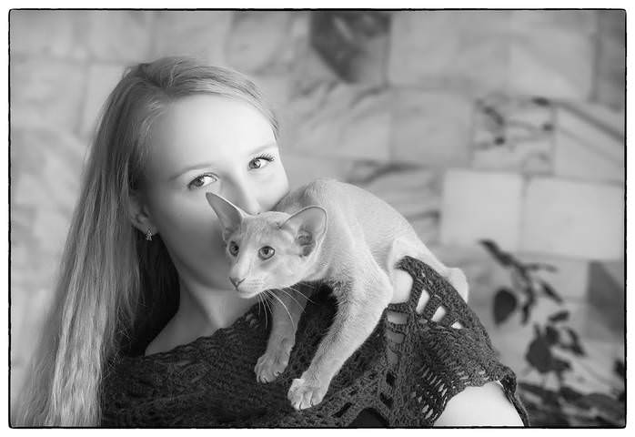 Кототавр