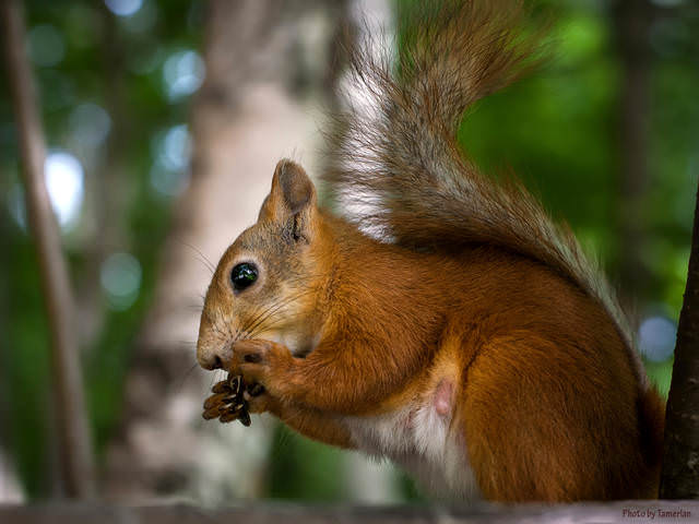Растет смена )) ( Снимок сделан моим внуком. 8 лет) Никон Д-700;AF-S Nikkor 50 mm1:1.4 G 