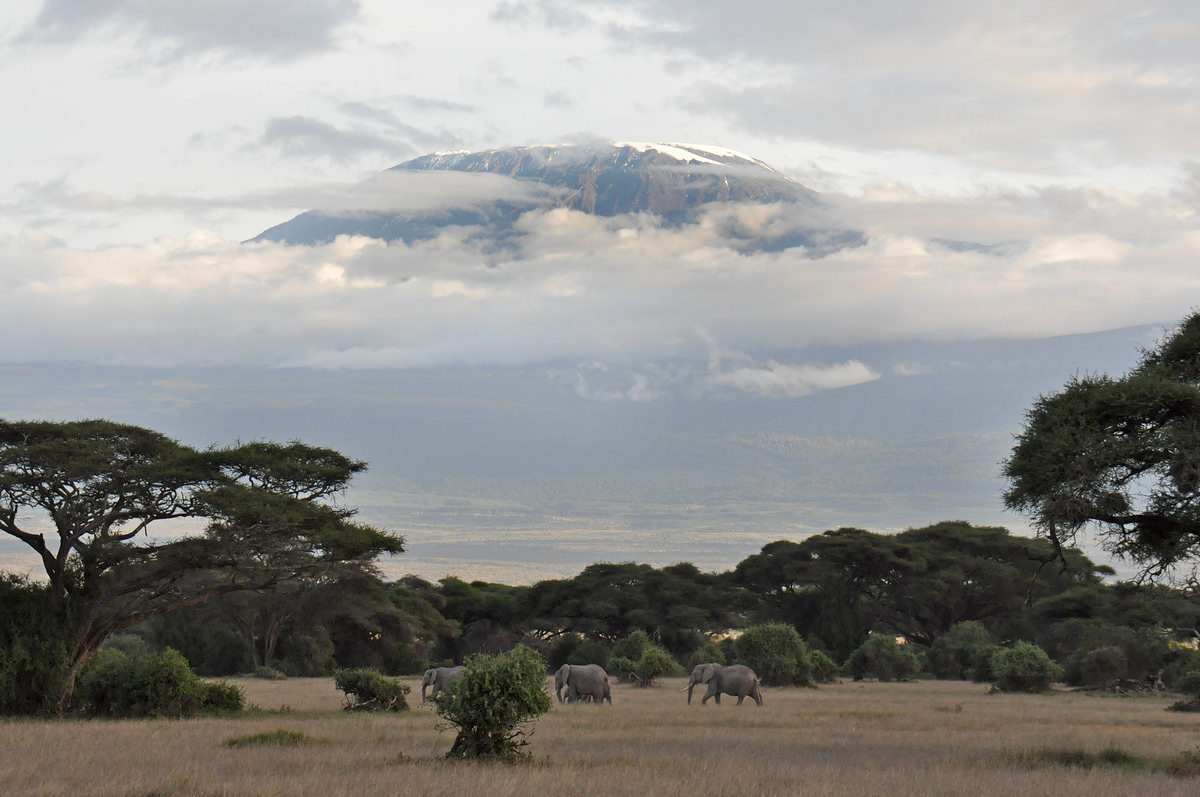 У подножья Килиманджаро...
