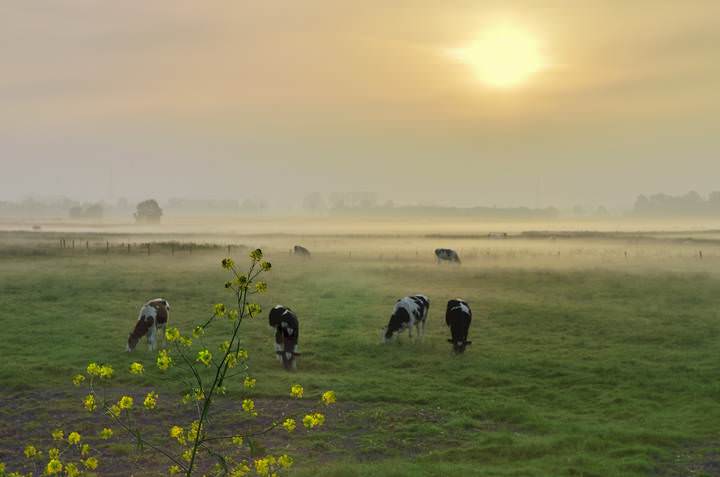 Morning in Vladslo.