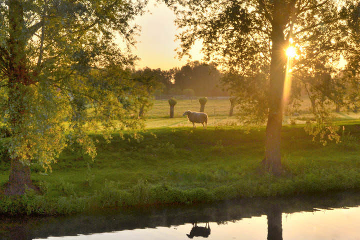 Golden morning.