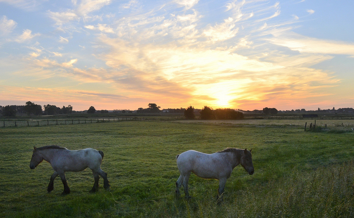 The Brabants farmers horse in the morning light.