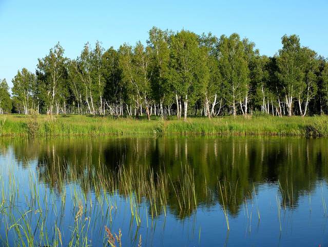 Берез кудрявых хоровод...