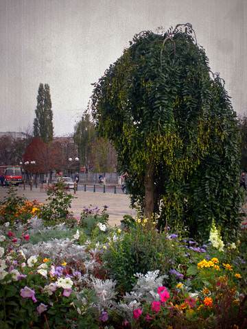 Цветы