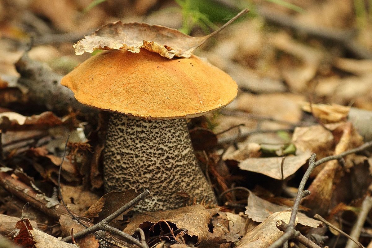 Первые грибы