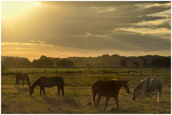 Morning in Noordschote.