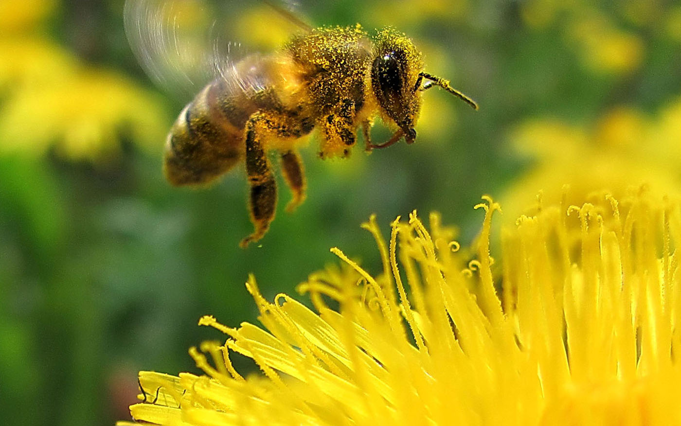 Жужжание 1. Медоносные пчелы Рой. Пчела на одуванчике. Пчела летит.