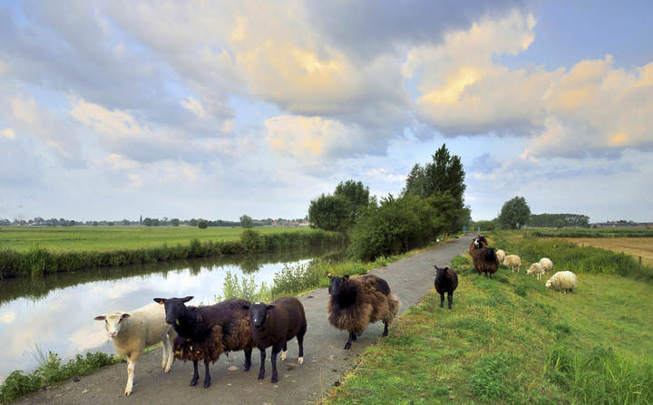 A pastoral morning 2.