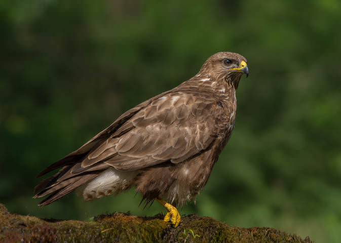 Собрать волю в кулак