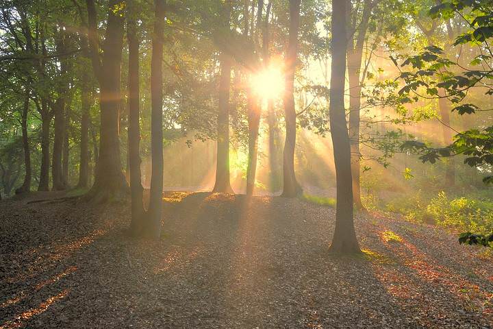 Summer in the forest.