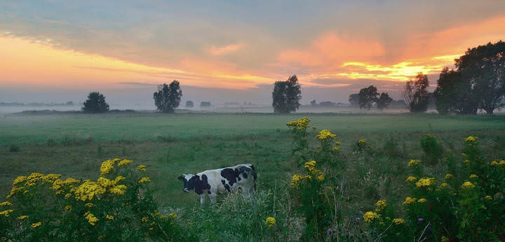 Colors of a summer morning.