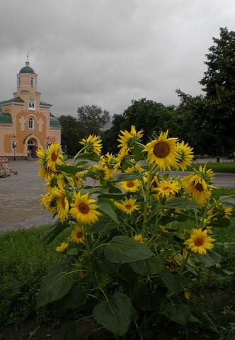 Подсолнухи 