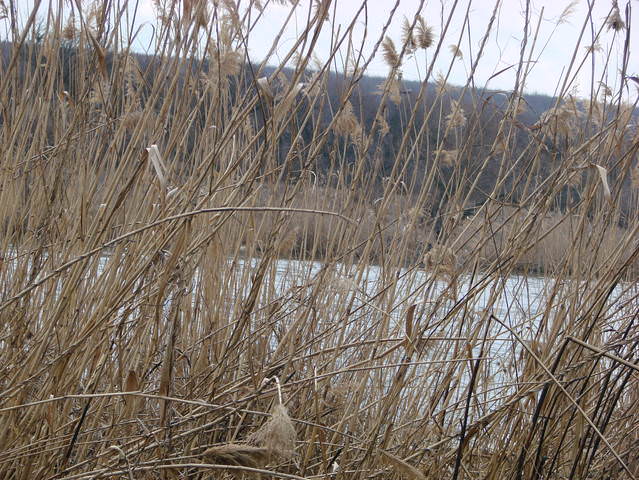 DSC00294