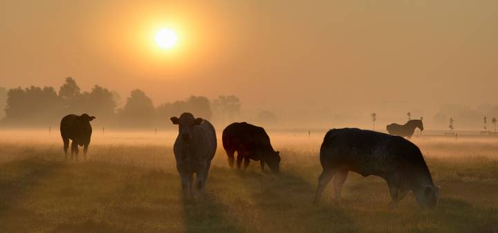 A very foggy summer morning.