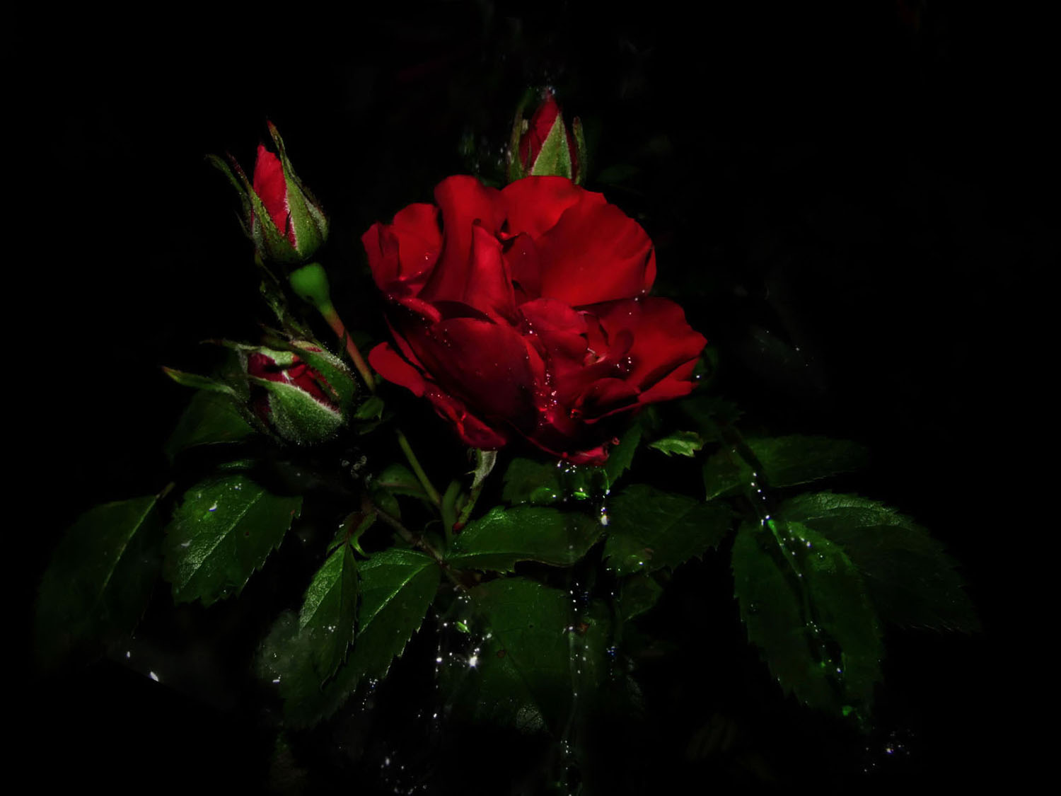 Розы  и слёзы