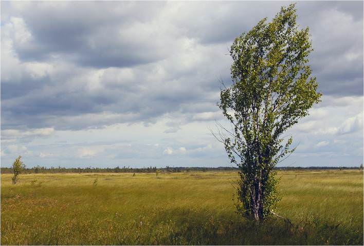 Версия ветра