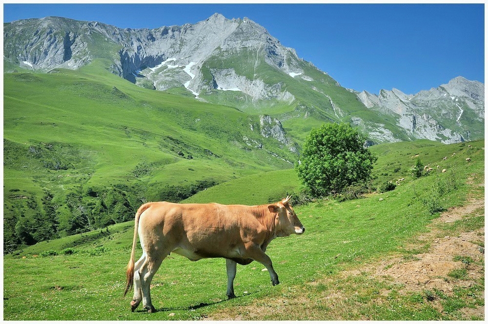 Cow in the Pyrenees