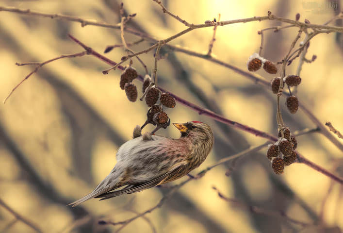 Чечётка (лат. Carduelis flammea) 