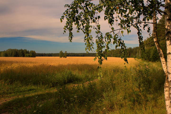 Летние зарисовки