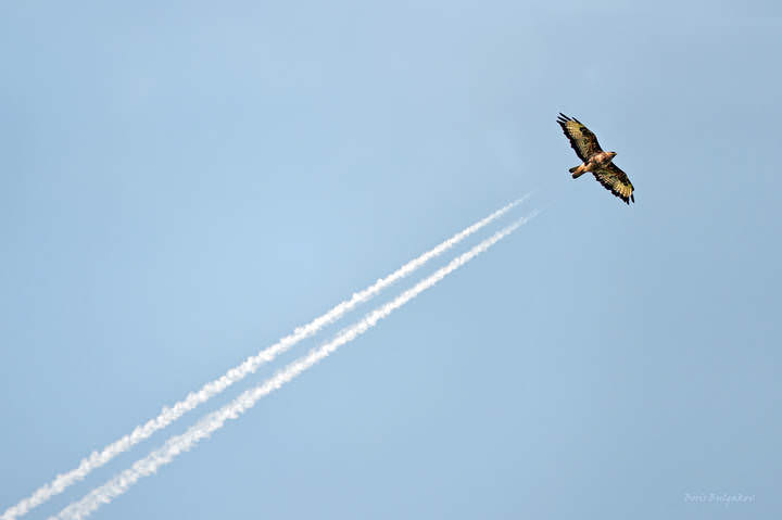 DSC_2858_на авиашоу
