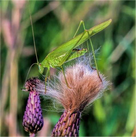 Пластинокрыл обыкновенный (Phaneroptera falcata)