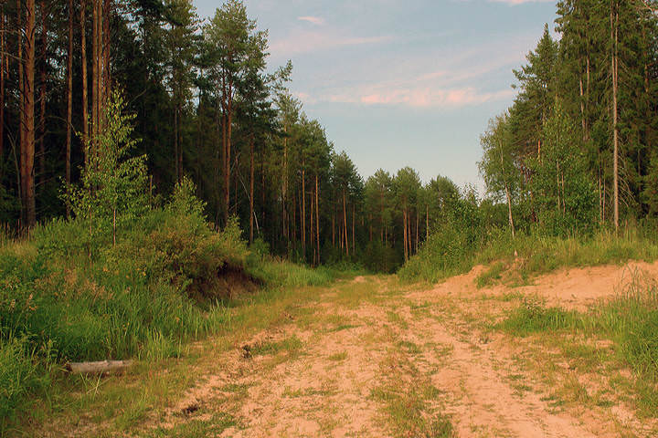 Лесными дорогами.