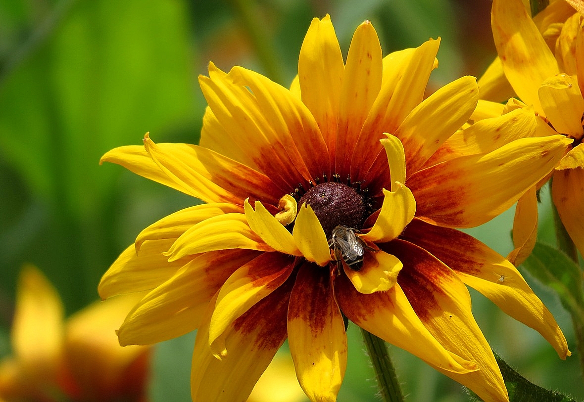 О цветах и пчёлах