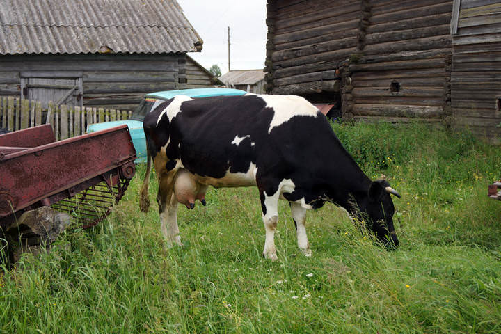 тайбола 2015.10-12 июля 168.Ворзогорская коровка.