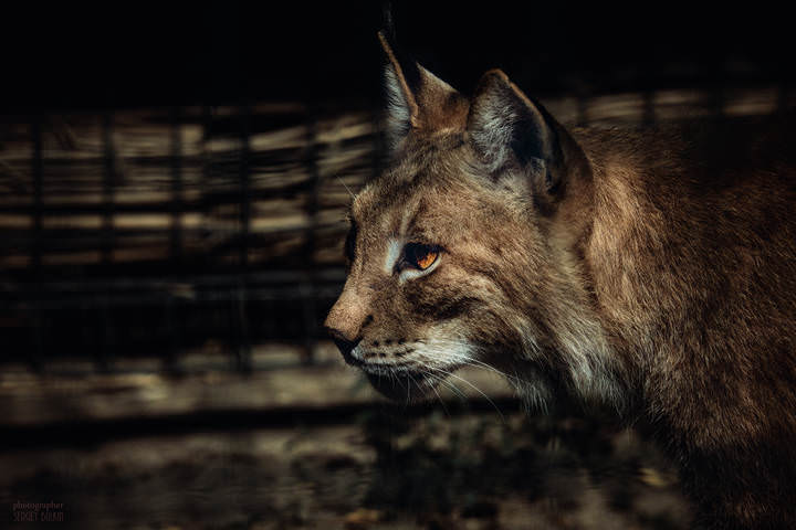 По ночам, прогнав дремоту, "кот" выходит на охоту