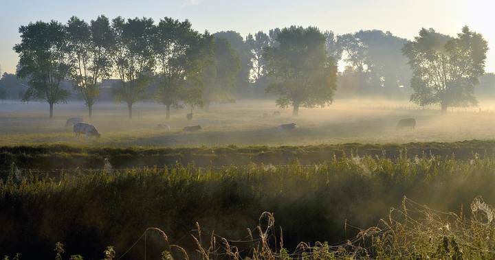 golden morning.