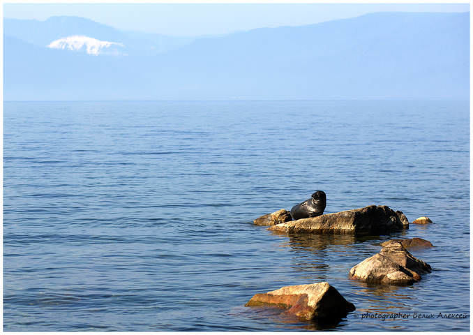 загорая на камушке
