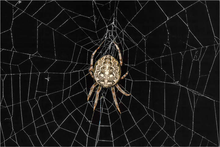  Dr.Web