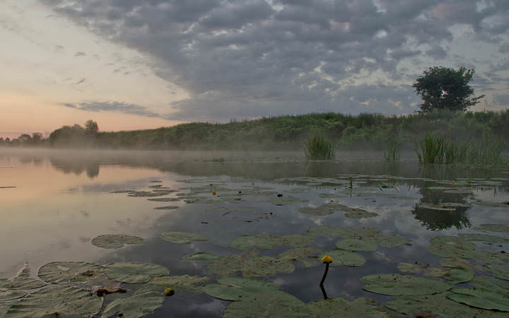 Кубышки распускаются на рассвете