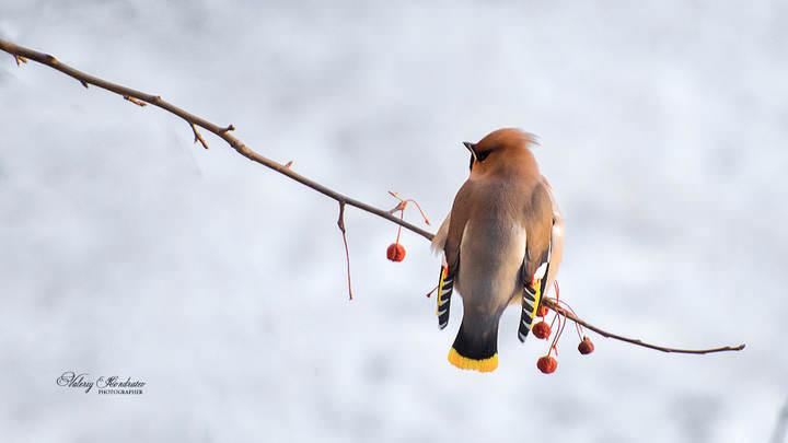 DSC_3091 копия