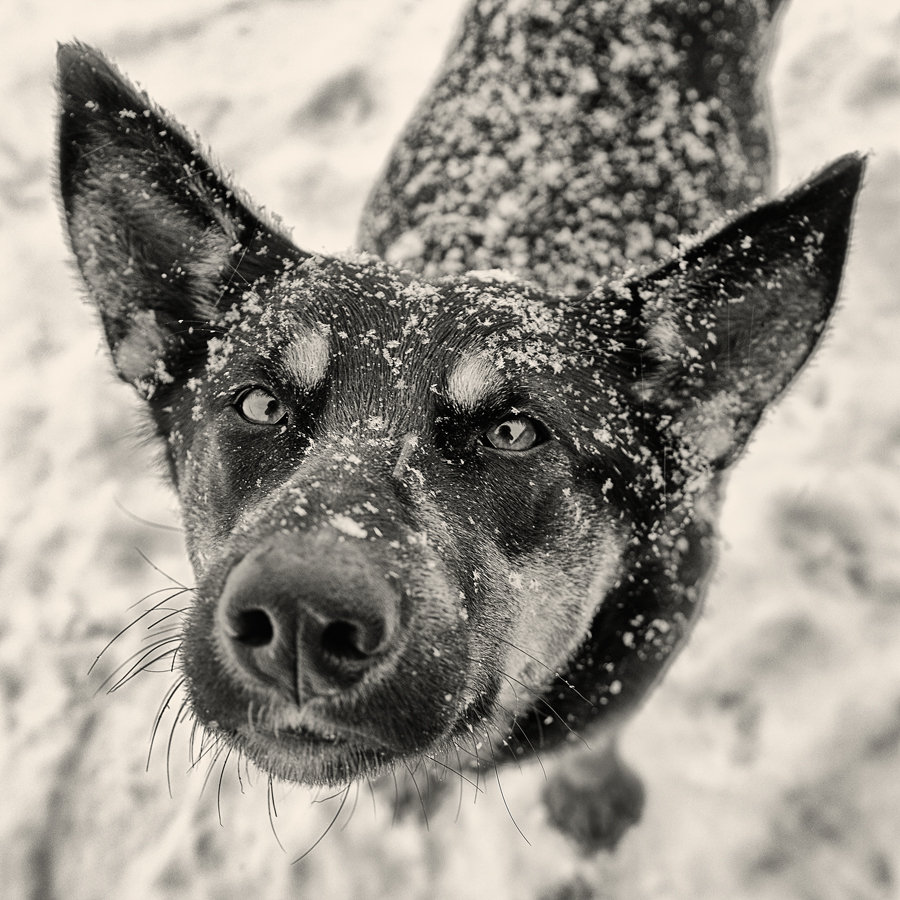Снежный пёс