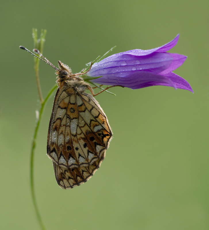 Колокольчик надежды. Бабочка на колокольчике. Бабочка над колокольчиком. Орхидея колокольчик бабочка. Колокольчик "бабочка" (большой).