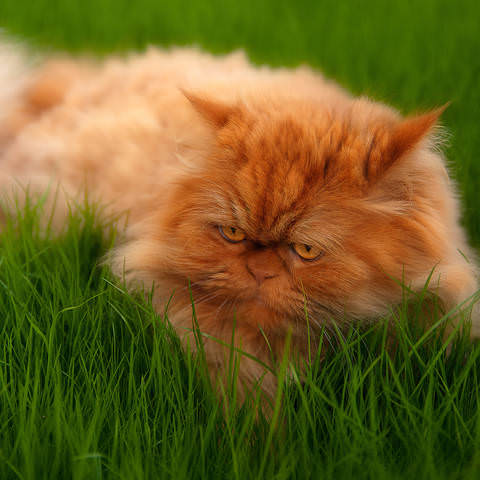 Кошачий глаМУР.