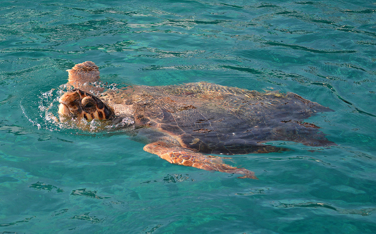 Морская черепаха каретта-каретта