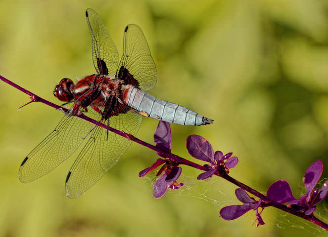 _DSC4143_DxO