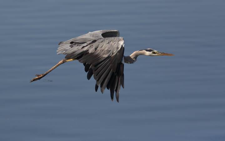 ******