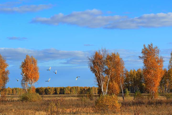 Снова осень-куропатки.