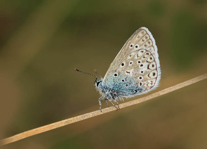 Сентябрьская