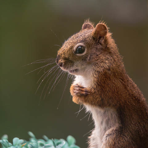 American red squirrel