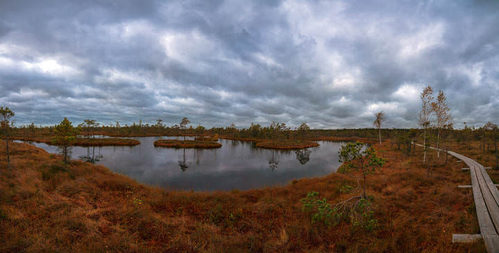 swamp