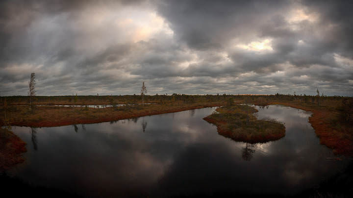 Cloudy swamp morning