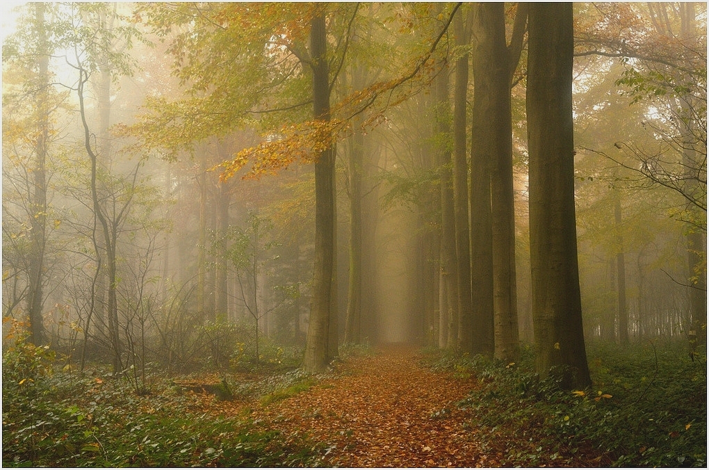 Autumn in the forest of Koekelare.
